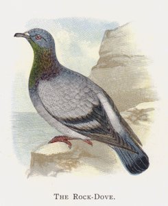 The Rock-Dove by Alexander Francis Lydon